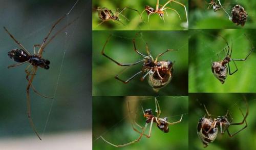 Réf. 37 646 : Argyrodes argyrodes