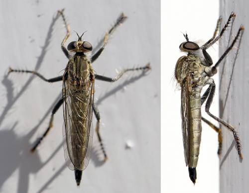 Réf. 37 466 : Philonicus albiceps