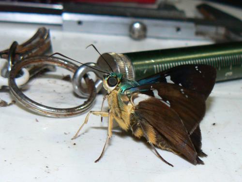 Astraptes fulgerator