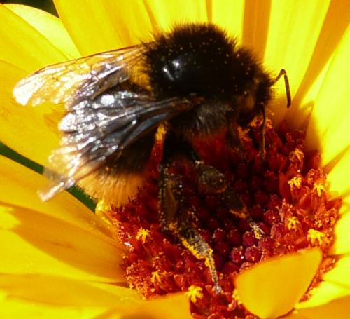 Bombus lapidarius