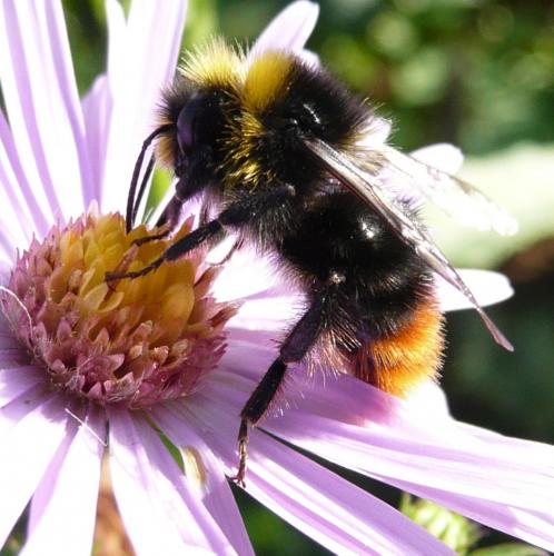 Bombus lapidarius
