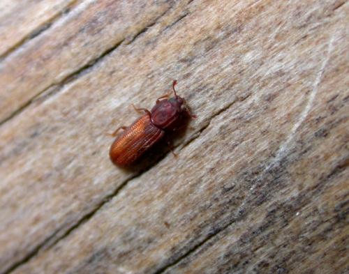 Bitoma crenata