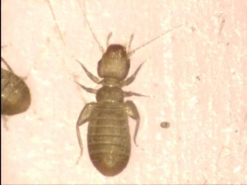 Liposcelis sp.