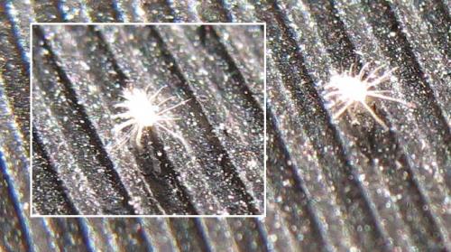 Diamesoglyphus intermedius