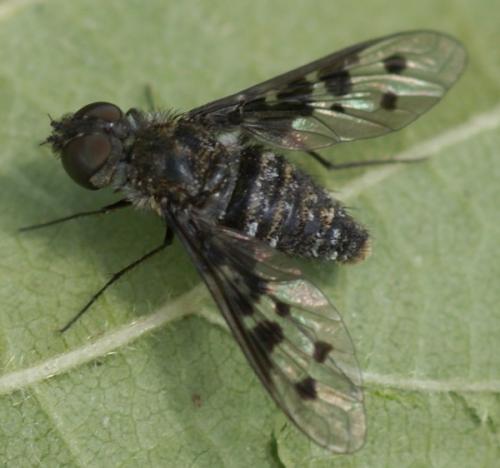 Réf. 37 146 : Anthrax varia
