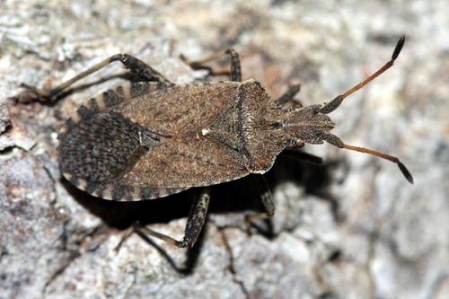 Réf. 37 682 : Anoplocerus elevatus