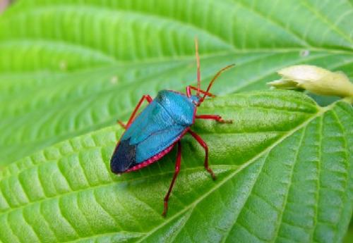 Edessa sp.