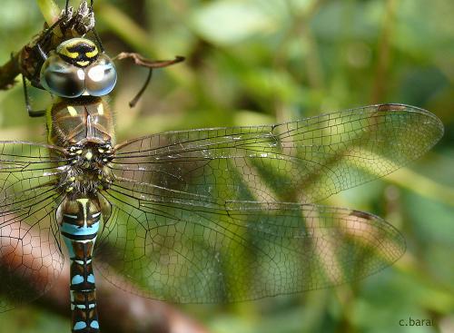 Aeshna mixta