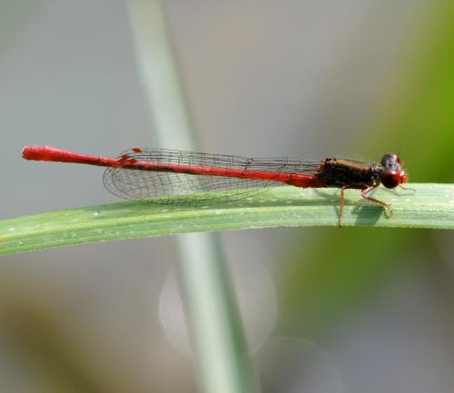 Ceriagrion tenellum