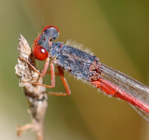 Réf. 37 114 : Ceriagrion tenellum