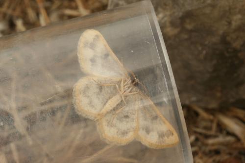 Réf. 37 081 : Charissa mucidaria