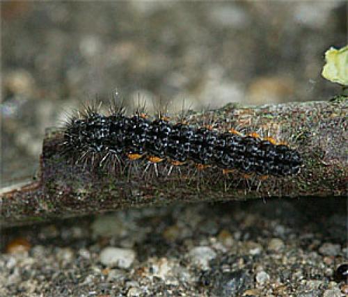 Réf. 37 506 : Eilema sp.
