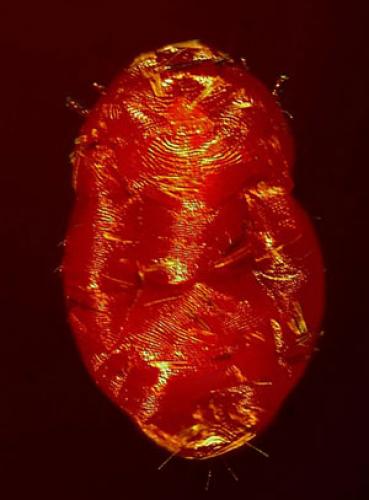 Réf. 37 842 : Trombidium breei