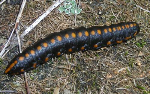 Réf. 37 724 : Cucullia lucifuga