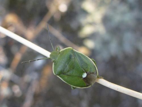 Réf. 37 151 : Chlorochroa juniperina