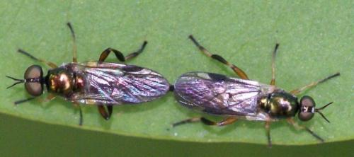 Réf. 37 830 : Chorisops tibialis