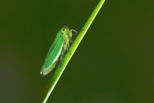 Réf. 37 330 : Cicadella viridis