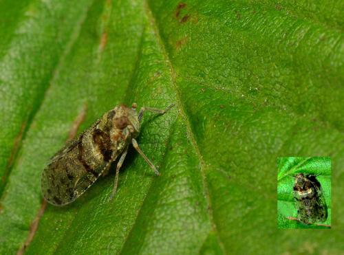 Cixius nervosus