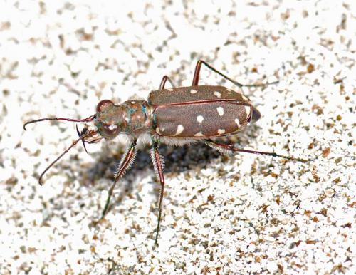Réf. 37 045 : Calomera littoralis quadripunctata