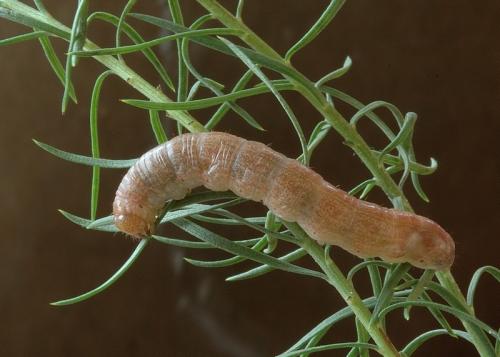Réf. 37 500 : Cucullia cemenelensis