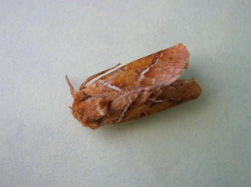 Triodia sylvina