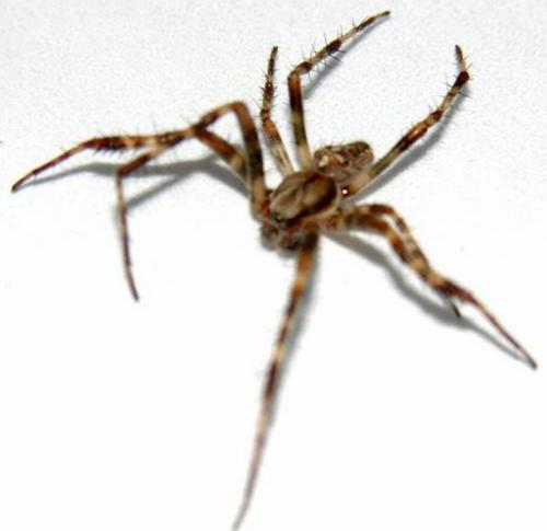Araneus diadematus
