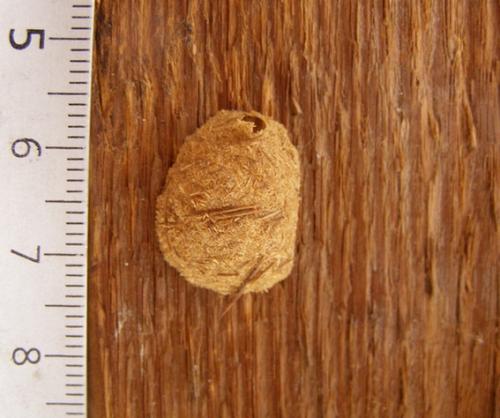 Bryophila vandalusiae