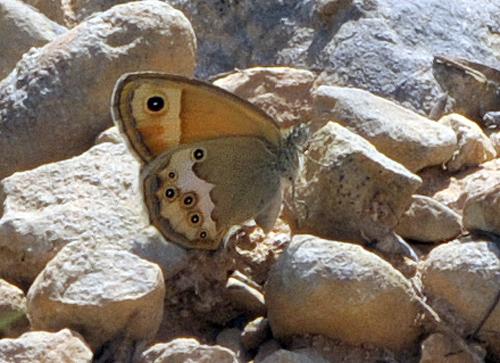 Coenonympha dorus