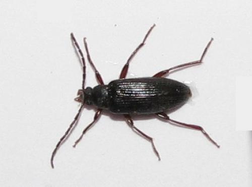 Réf. 37 173 : Allecula sp.