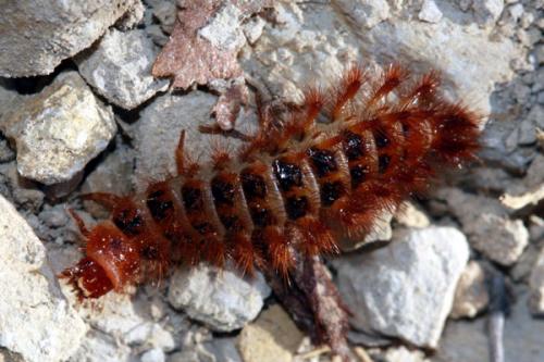 Drilus flavescens