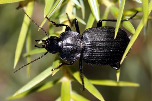 Réf. 37 700 : Licinus silphoides