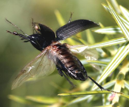 Licinus silphoides