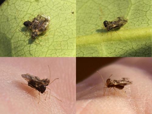 Stephanitis takeyai