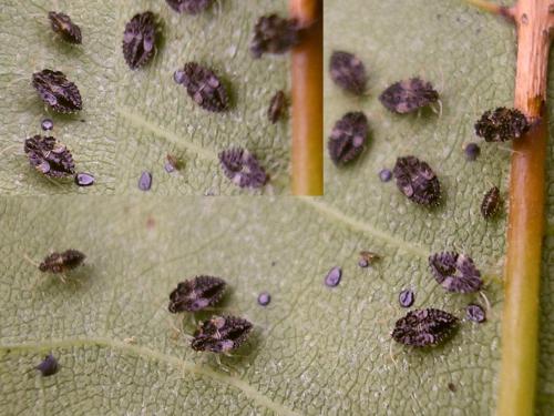 Réf. 37 811 : Corythucha ciliata