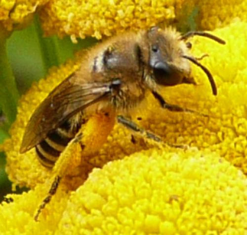 Colletes sp.