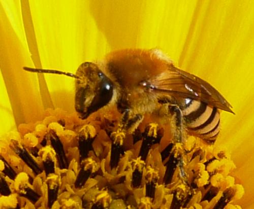 Colletes hederae