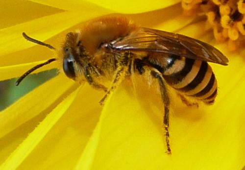 Réf. 37 129 : Colletes hederae
