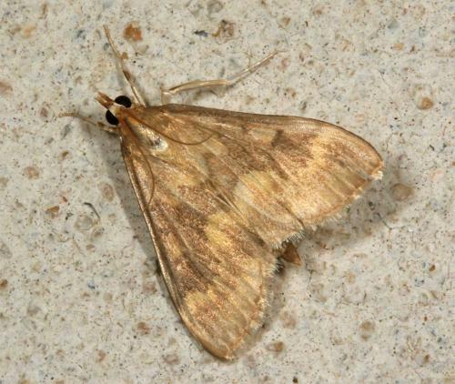 Réf. 37 553 : Ostrinia nubilalis