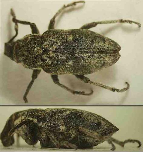 Pachycerus segnis