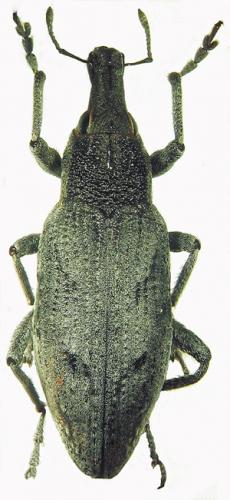 Réf. 37 544 : Coniocleonus tabidus