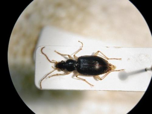 Réf. 37 021 : Paranchus albipes