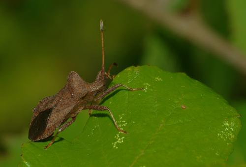 Coreus marginatus
