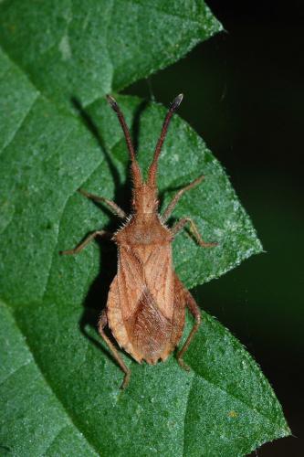 Réf. 37 301 : Coriomeris denticulatus
