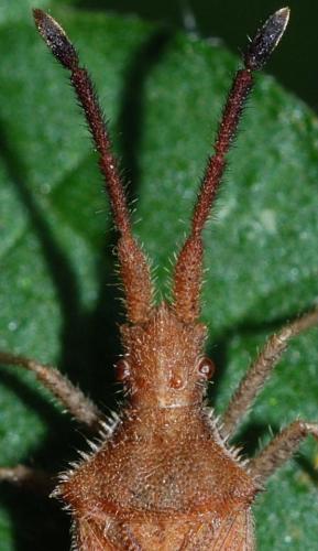 Coriomeris denticulatus