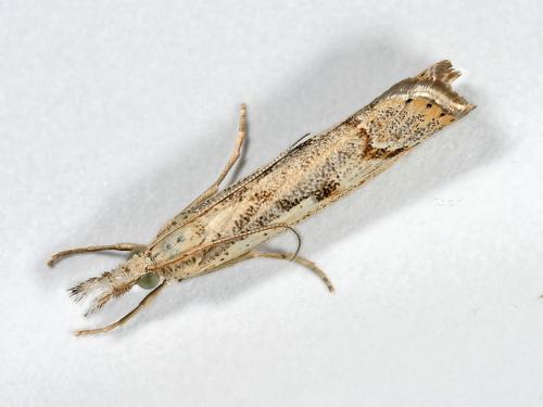 Réf. 37 555 : Agriphila geniculea