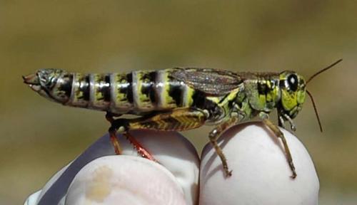Bohemanella frigida frigida