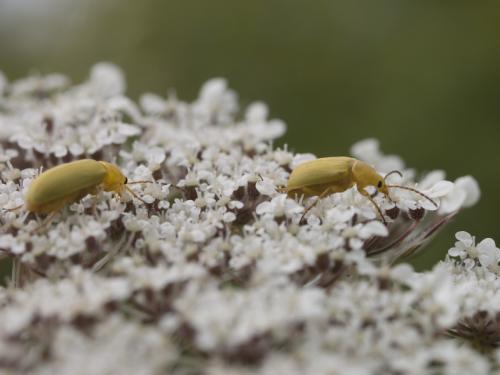 Cteniopus sulphureus