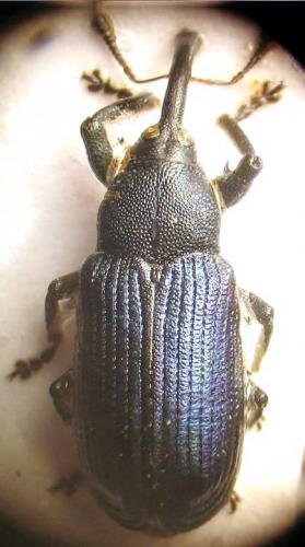 Réf. 37 157 : Magdalis sp.