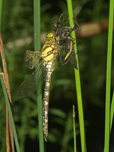 Aeshna cyanea