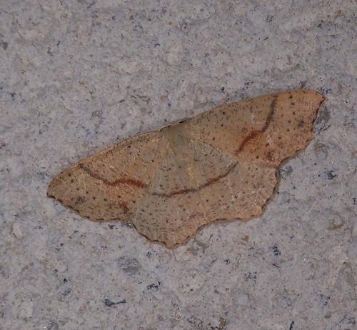 Réf. 37 870 : Cyclophora punctaria